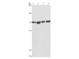KLF11 Polyclonal Antibody Store at -20°C - MSE Supplies LLC