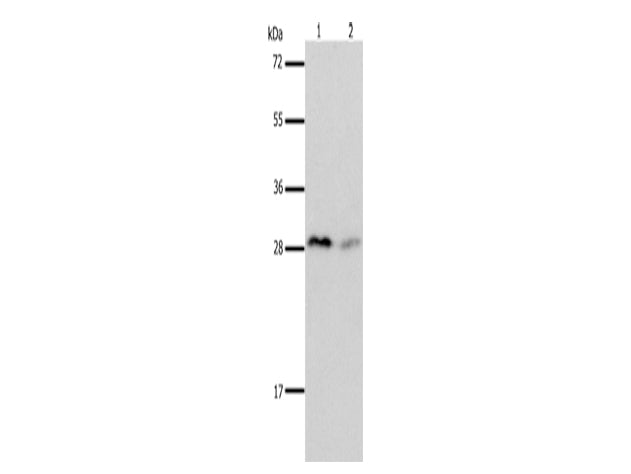 KLK7 Polyclonal Antibody Store at -20°C - MSE Supplies LLC
