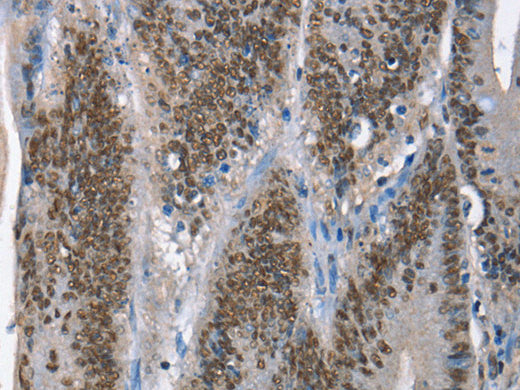 GNRH1 Polyclonal Antibody Store at -20°C - MSE Supplies LLC