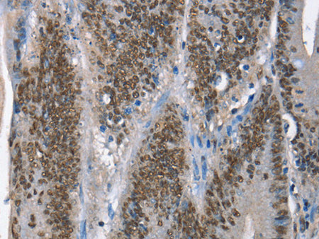 GNRH1 Polyclonal Antibody Store at -20°C - MSE Supplies LLC