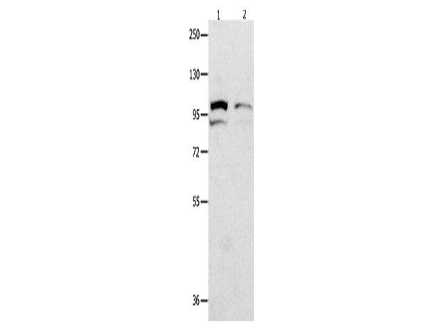 MVP Polyclonal Antibody Store at -20°C - MSE Supplies LLC