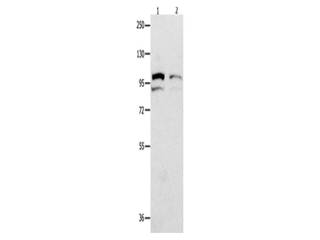 MVP Polyclonal Antibody Store at -20°C - MSE Supplies LLC