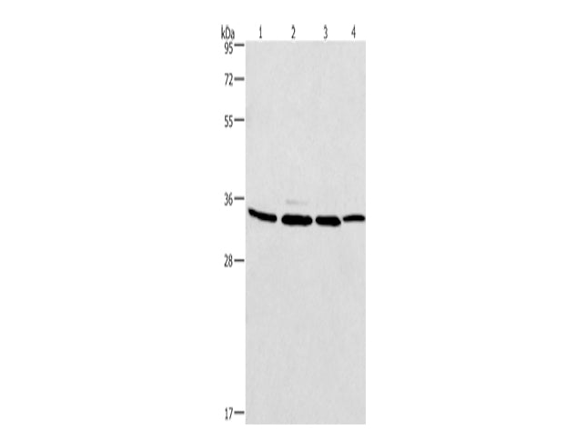 MAD2L1BP Polyclonal Antibody Store at -20°C - MSE Supplies LLC