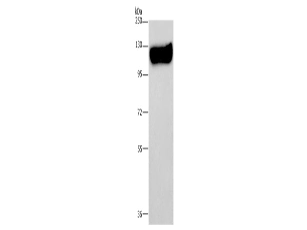 MAG Polyclonal Antibody Store at -20°C - MSE Supplies LLC