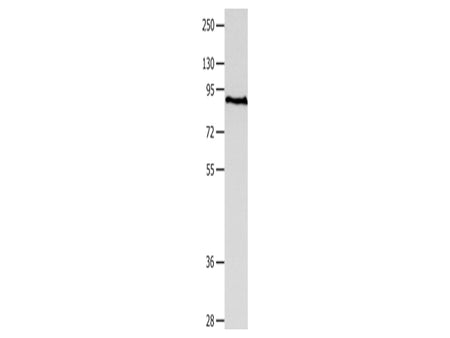 MAGED1 Polyclonal Antibody Store at -20°C - MSE Supplies LLC