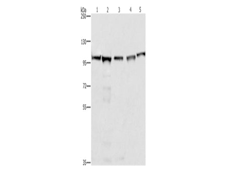MCM6 Polyclonal Antibody Store at -20°C - MSE Supplies LLC