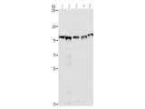 MCM6 Polyclonal Antibody Store at -20°C - MSE Supplies LLC