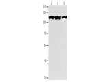 MCM3 Polyclonal Antibody Store at -20°C - MSE Supplies LLC