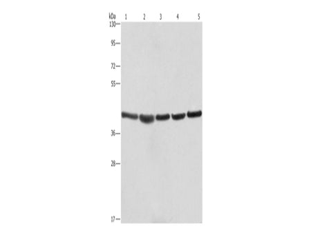 RPSA Polyclonal Antibody Store at -20°C - MSE Supplies LLC