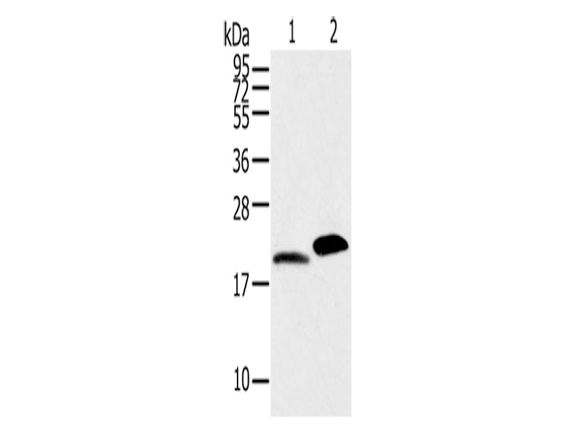 MYL2 Polyclonal Antibody Store at -20°C - MSE Supplies LLC