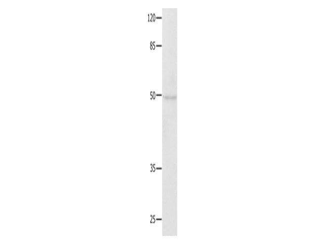 NAP1L1 Polyclonal Antibody Store at -20°C - MSE Supplies LLC