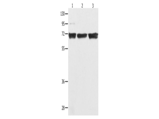 NFκB-p65 Polyclonal Antibody Store at -20°C - MSE Supplies LLC