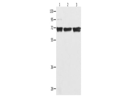 NFκB-p65 Polyclonal Antibody Store at -20°C - MSE Supplies LLC