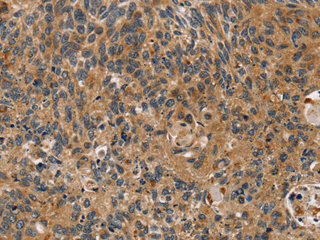 TAC1 Polyclonal Antibody Store at -20°C - MSE Supplies LLC