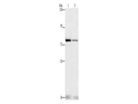 NFE2L1 Polyclonal Antibody Store at -20°C - MSE Supplies LLC