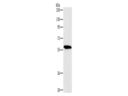 PAK2 Polyclonal Antibody Store at -20°C - MSE Supplies LLC