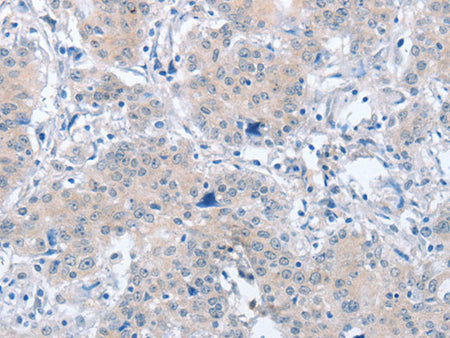 PARD6A Polyclonal Antibody Store at -20°C - MSE Supplies LLC