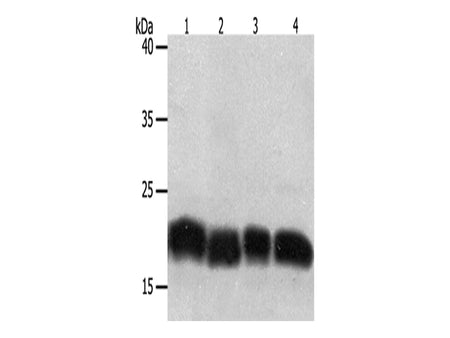 PDCD6 Polyclonal Antibody Store at -20°C - MSE Supplies LLC
