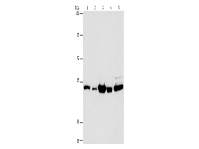 PDE4D Polyclonal Antibody Store at -20°C - MSE Supplies LLC