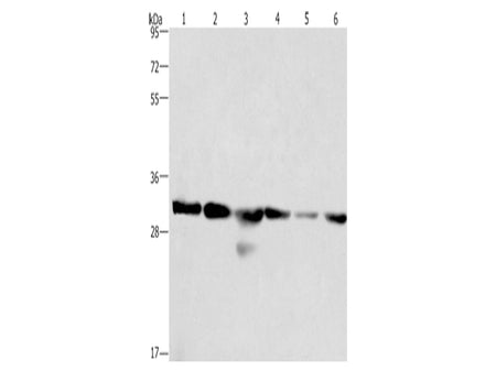 PHB Polyclonal Antibody Store at -20°C - MSE Supplies LLC