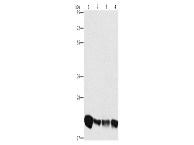 PEBP1 Polyclonal Antibody Store at -20°C - MSE Supplies LLC