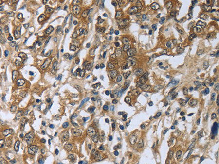 PRL Polyclonal Antibody Store at -20°C - MSE Supplies LLC