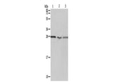 PSMD9 Polyclonal Antibody Store at -20°C - MSE Supplies LLC