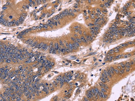S100A13 Polyclonal Antibody Store at -20°C - MSE Supplies LLC