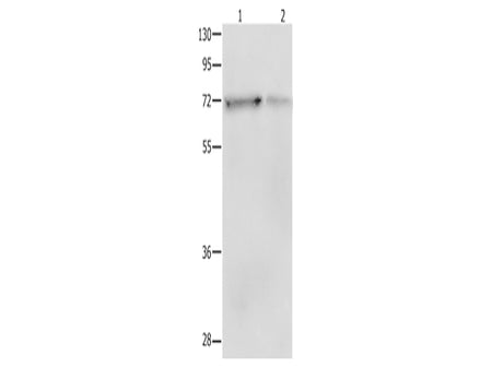 SH-PTP2 Polyclonal Antibody Store at -20°C - MSE Supplies LLC
