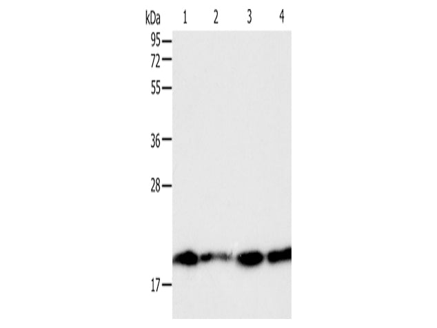 DIABLO Polyclonal Antibody Store at -20°C - MSE Supplies LLC