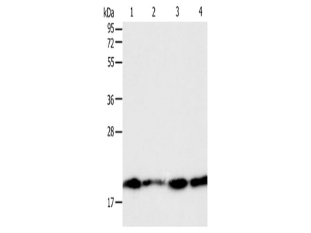 DIABLO Polyclonal Antibody Store at -20°C - MSE Supplies LLC