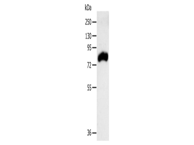 RPAP3 Polyclonal Antibody Store at -20°C - MSE Supplies LLC