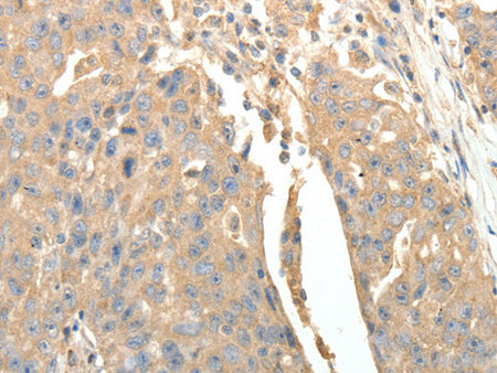 SFTPD Polyclonal Antibody Store at -20°C - MSE Supplies LLC