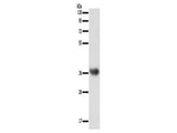 SULT1E1 Polyclonal Antibody Store at -20°C - MSE Supplies LLC