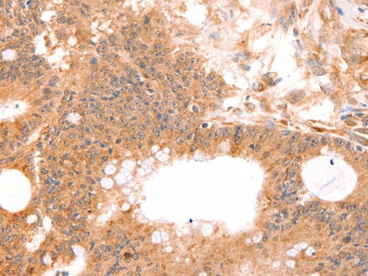 TNF Beta Polyclonal Antibody Store at -20°C - MSE Supplies LLC