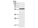 SPATA6 Polyclonal Antibody Store at -20°C - MSE Supplies LLC