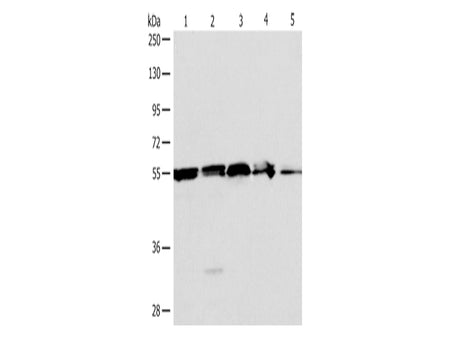 NAMPT Polyclonal Antibody Store at -20°C - MSE Supplies LLC