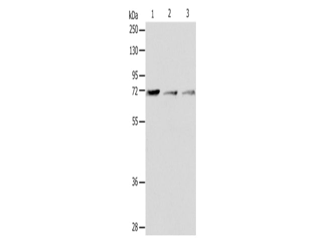 CD218b Polyclonal Antibody Store at -20°C - MSE Supplies LLC