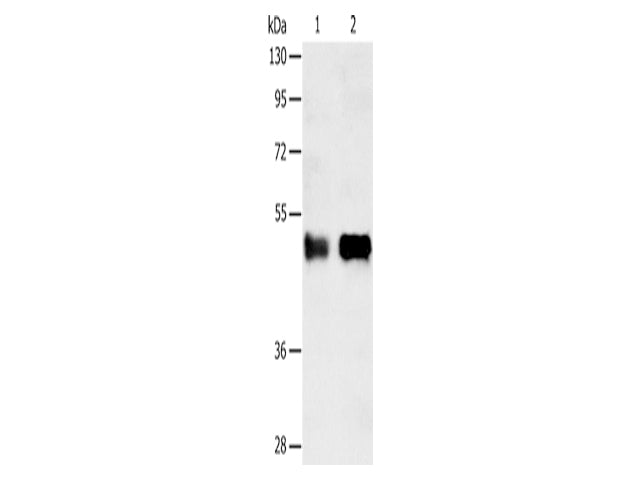 SERPINA5 Polyclonal Antibody Store at -20°C - MSE Supplies LLC