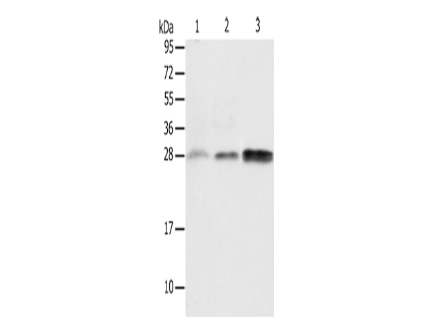 ALKBH2 Polyclonal Antibody Store at -20°C - MSE Supplies LLC