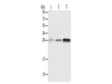 ALKBH2 Polyclonal Antibody Store at -20°C - MSE Supplies LLC