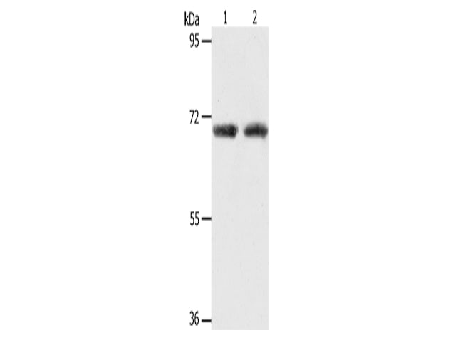 ACOT11 Polyclonal Antibody Store at -20°C - MSE Supplies LLC
