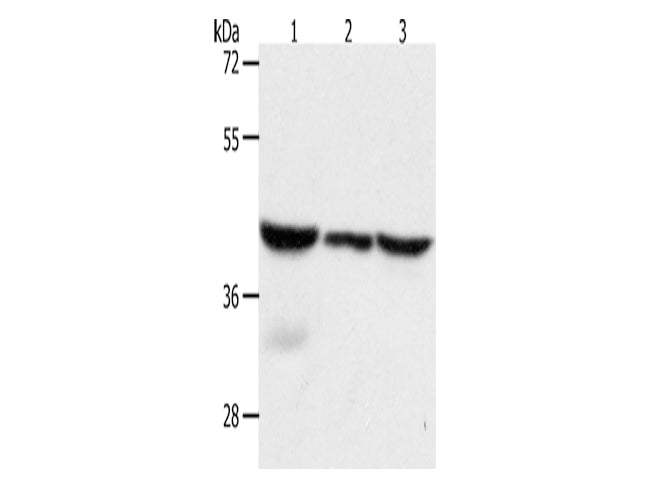 CAPG Polyclonal Antibody Store at -20°C - MSE Supplies LLC