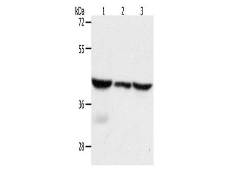 CAPG Polyclonal Antibody Store at -20°C - MSE Supplies LLC