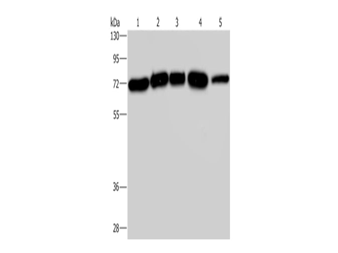 AGFG1 Polyclonal Antibody Store at -20°C - MSE Supplies LLC