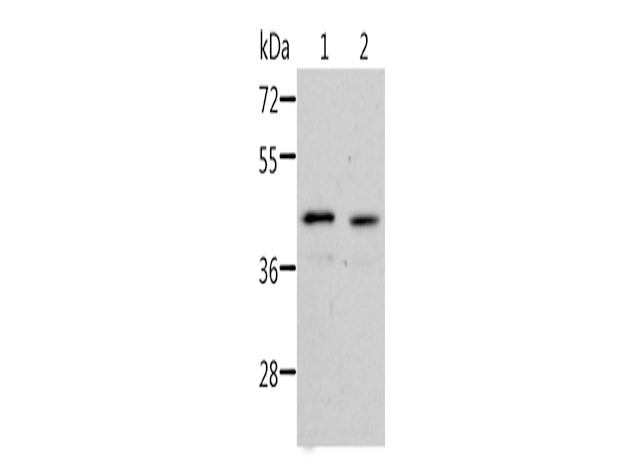 NIF3L1 Polyclonal Antibody Store at -20°C - MSE Supplies LLC