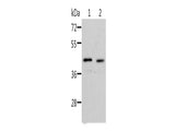 NIF3L1 Polyclonal Antibody Store at -20°C - MSE Supplies LLC