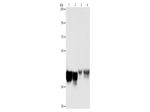 AUP1 Polyclonal Antibody Store at -20°C - MSE Supplies LLC