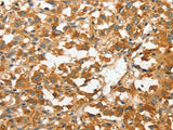 ANXA9 Polyclonal Antibody Store at -20°C - MSE Supplies LLC