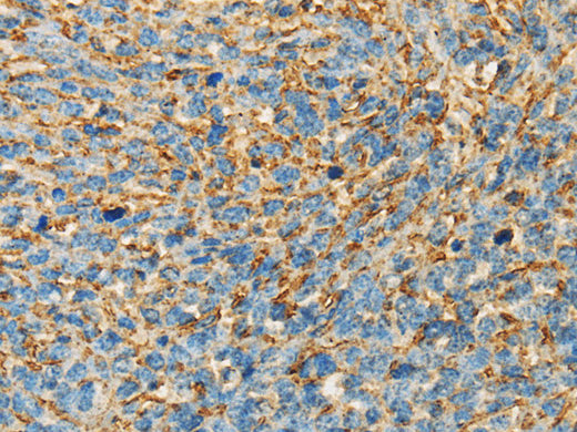 APOA4 Polyclonal Antibody Store at -20°C - MSE Supplies LLC